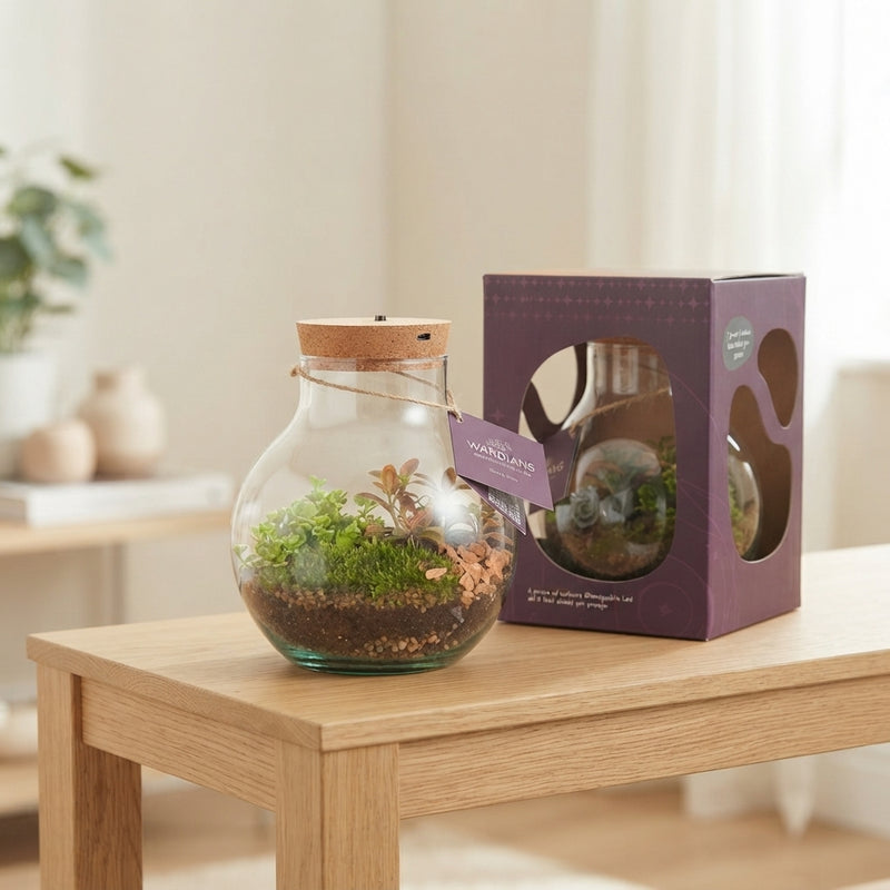 Venus Flytrap Terrarium with Rechargeable LED – 20cm