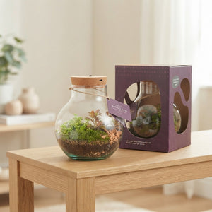 Venus Flytrap Terrarium with Rechargeable LED – 20cm