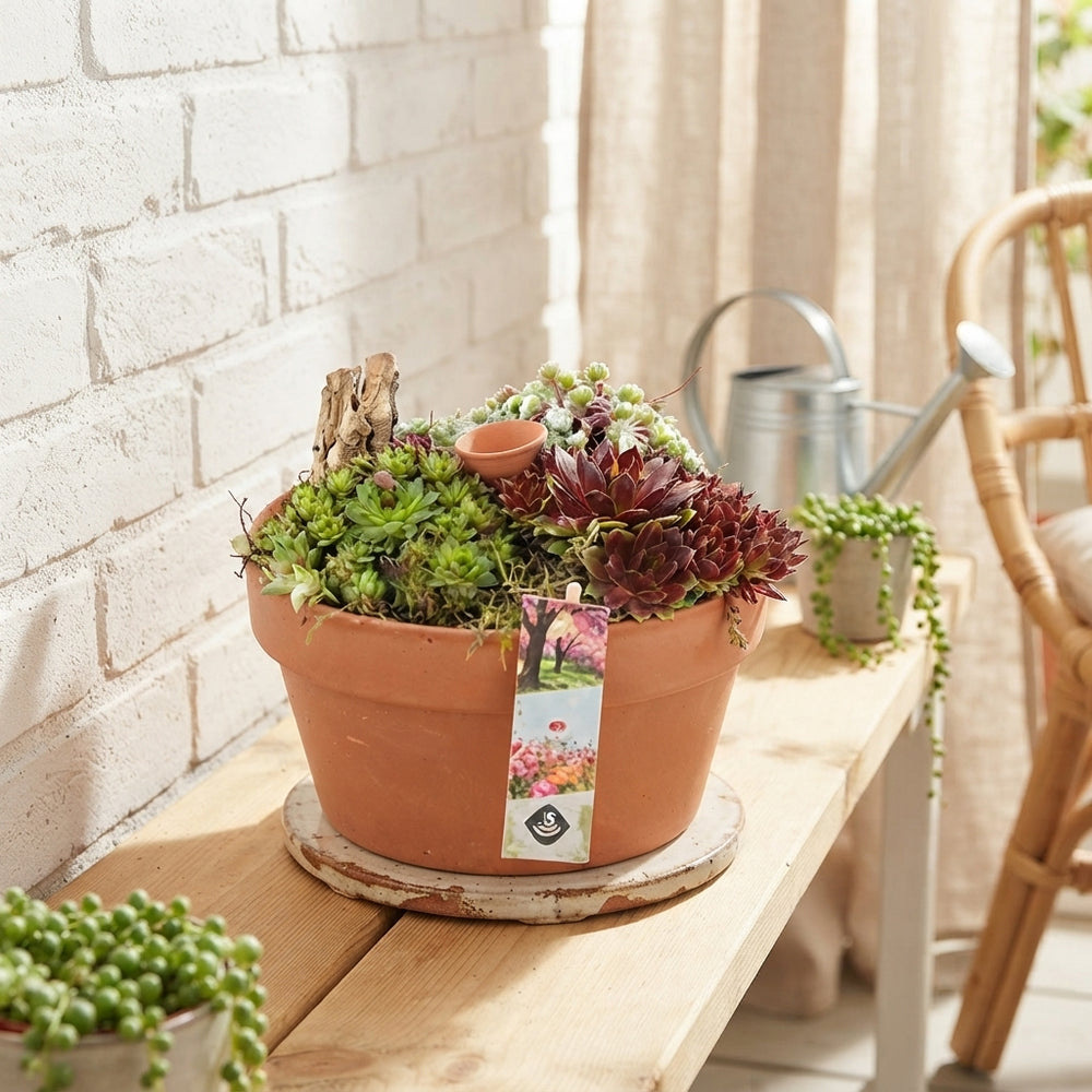 Succulent Arrangement in Terracotta Bowl – 22cm