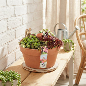Succulent Arrangement in Terracotta Bowl – 22cm