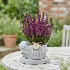 Echeveria and Bird Plant Arrangement on Tree Trunk – 16cm Pot