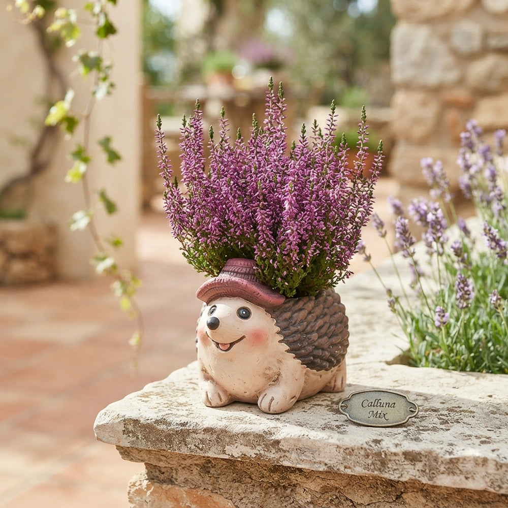 Outdoor Calluna Heather Arrangement with Ceramic Hedgehog Pot – 20cm