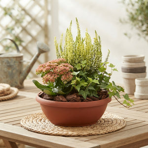 Outdoor Plant Arrangement – Classic 20cm Pot