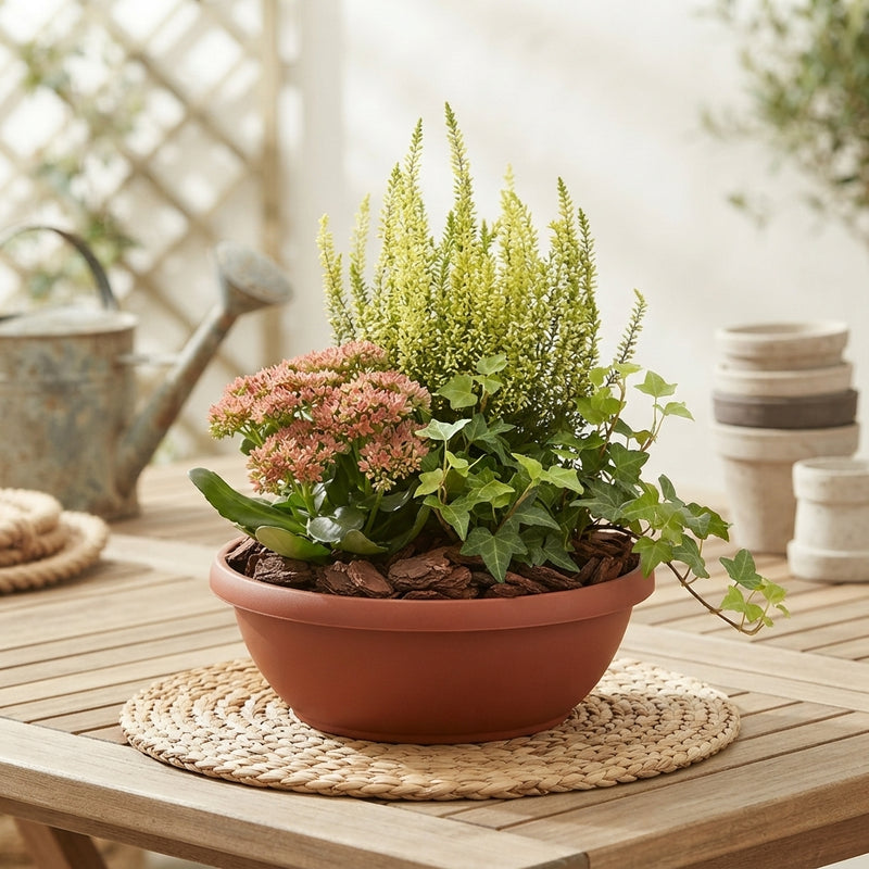 Outdoor Plant Arrangement – Classic 20cm Pot