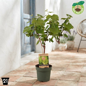 Himrod Seedless Grape Vine (Vitis vinifera) – 21cm Pot