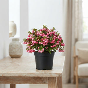 Pernettya Rose (Gaultheria) – 10.5cm Pot