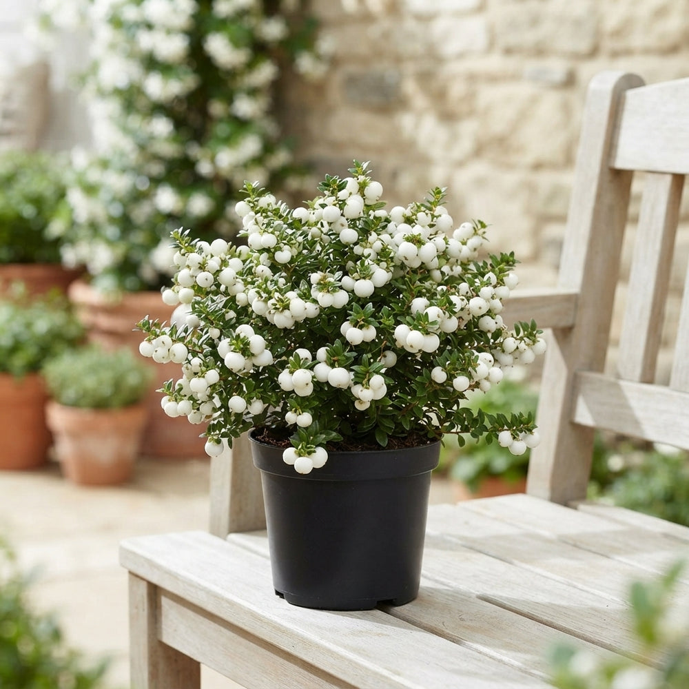 Pernettya White Gaultheria – 10.5cm Pot