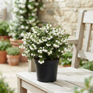 Pernettya White Gaultheria – 10.5cm Pot