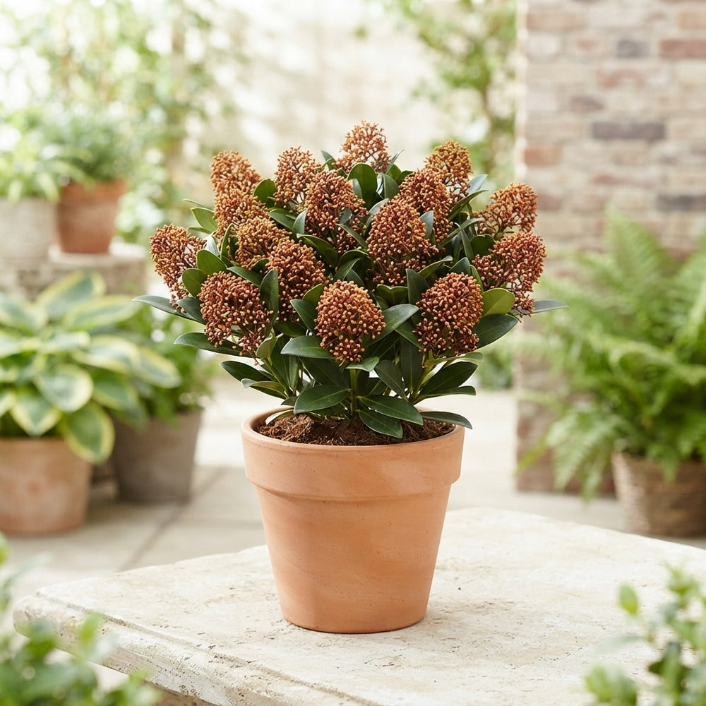 Skimmia japonica ‘Rubesta Jos’ – 10.5cm Pot