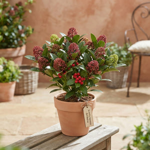 Skimmia japonica ‘Tricolour’ – 10.5cm Pot, 30cm High