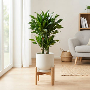 Dracaena Riki – 21cm Pot, Approx. 70cm Height
