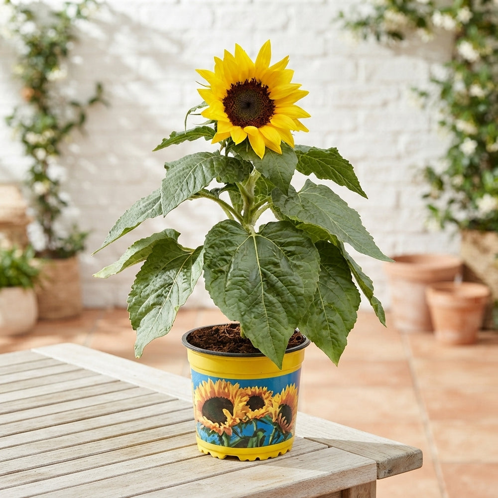 Helianthus ‘Sunsation’ Sunflower – 13cm Pot