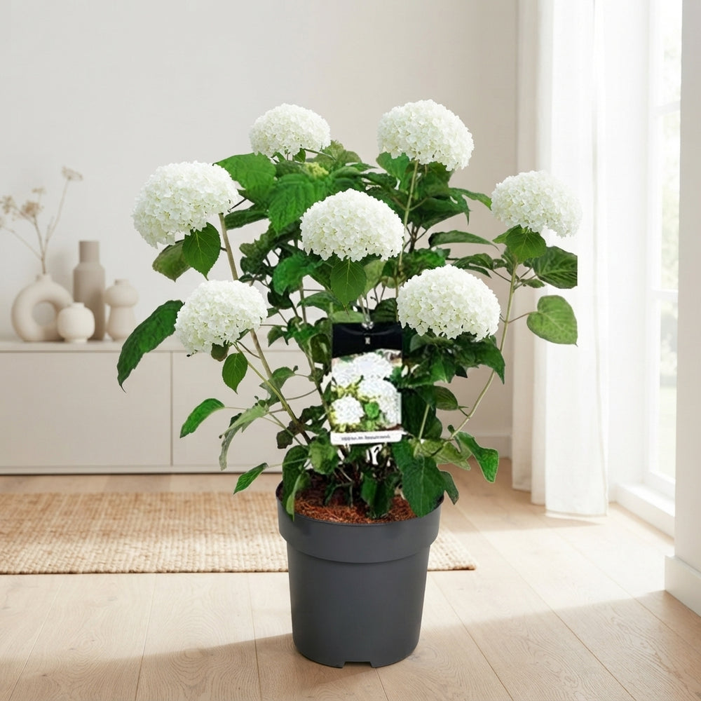 Hydrangea ‘Strong Annabelle’ – 31cm Pot, 90cm Height