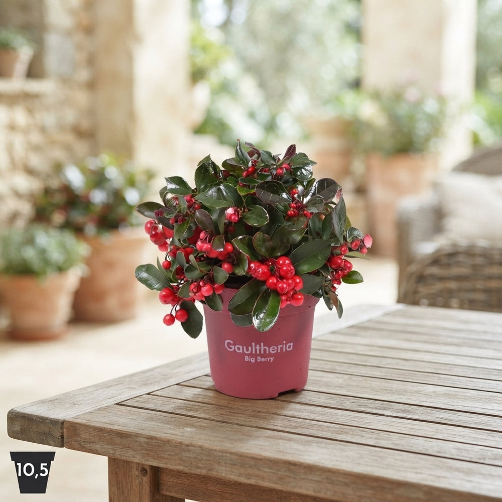 Gaultheria Big Berry – 10.5cm Pot