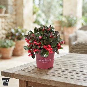 Gaultheria Big Berry – 10.5cm Pot