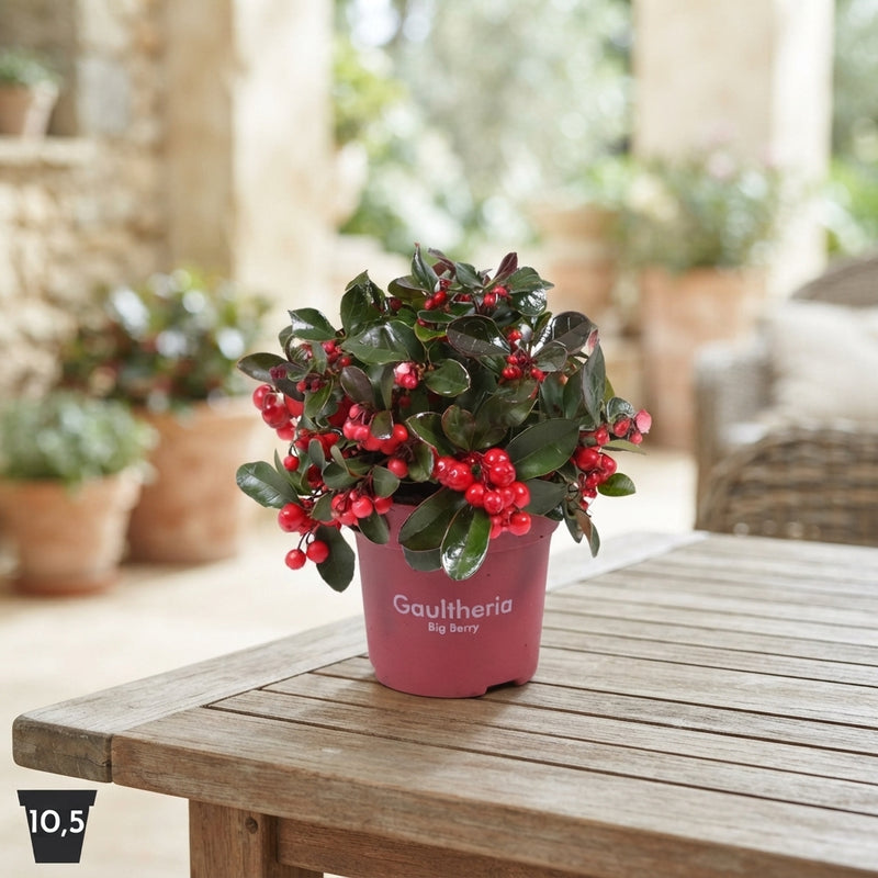 Gaultheria Big Berry – 10.5cm Pot