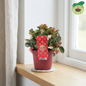 Big Berry Gaultheria – 12cm Pot