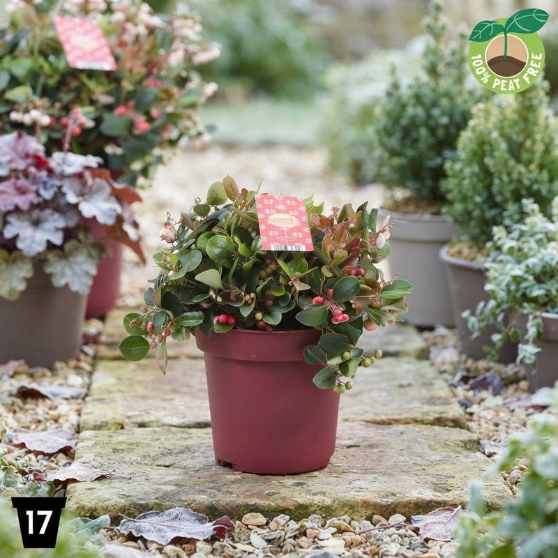 Gaultheria Big Berry – 17cm Pot, 30cm High