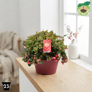 Big Berry Gaultheria – 23cm Pot, 30cm High