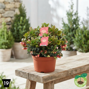Big Berry Gaultheria – 19cm Pot