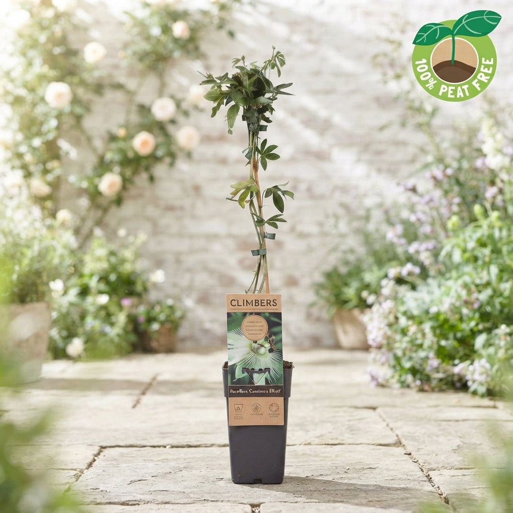 Constance Elliot Passion Flower (Passiflora caerulea) – 15cm Pot