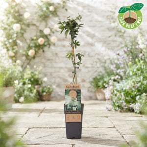Constance Elliot Passion Flower (Passiflora caerulea) – 15cm Pot
