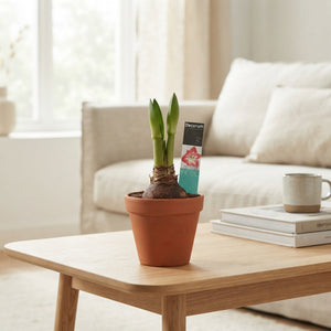 Mixed Hippeastrum Amaryllis – 13cm Terracotta Pot