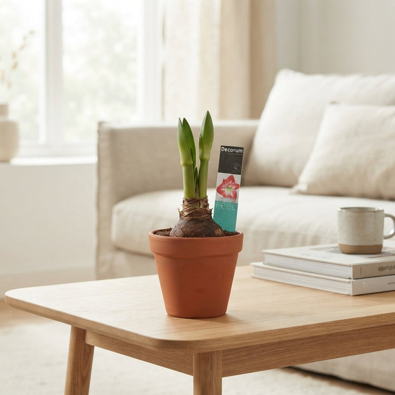 Mixed Hippeastrum Amaryllis – 13cm Terracotta Pot