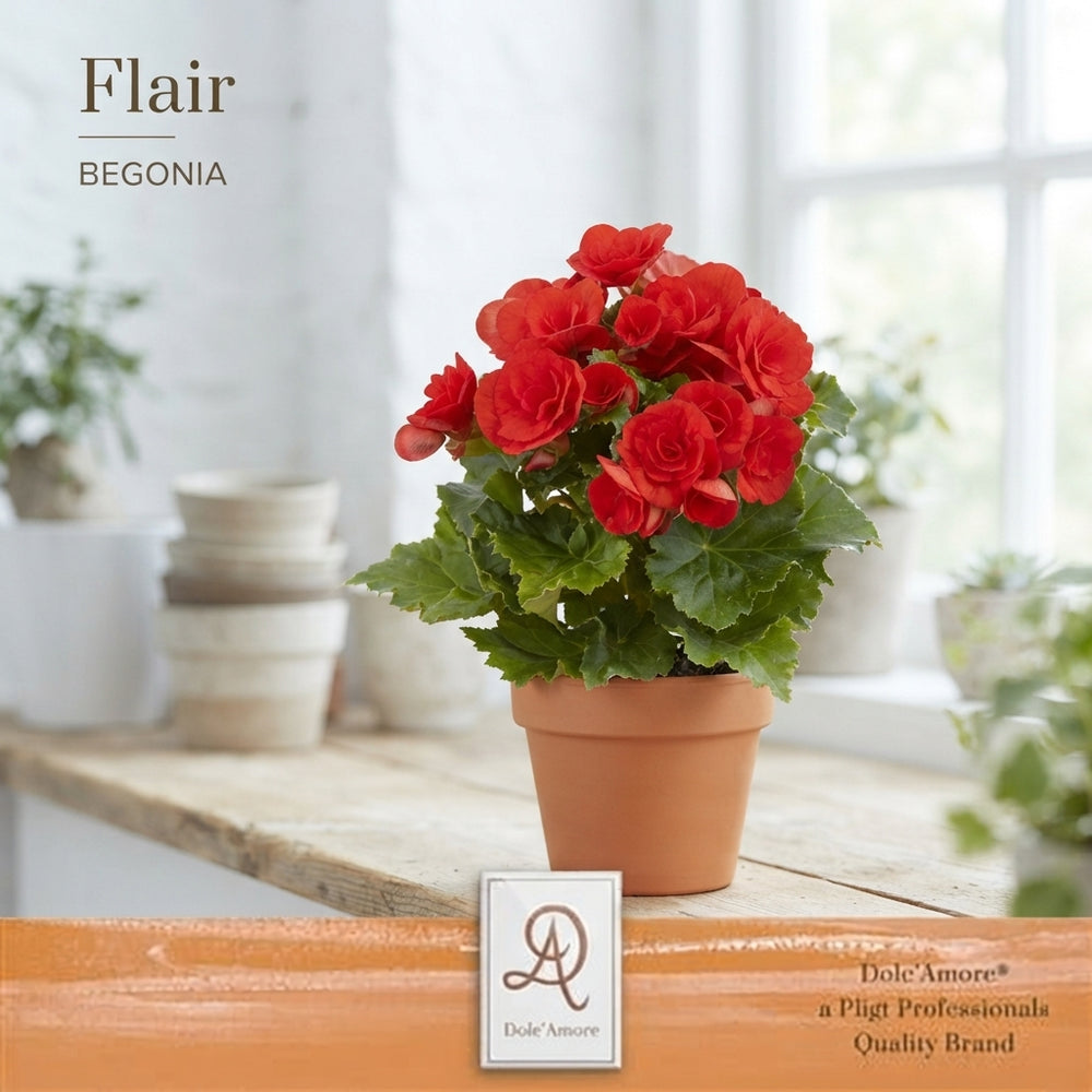 Mixed Double-Flowered Begonia – 14cm Pot
