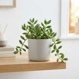 Cotyledon Pendens Succulent – 14cm Pot
