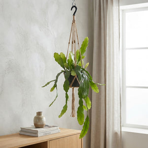 Epiphyllum ‘Frühlingsgold’ – 14cm Pot, 85cm Tall