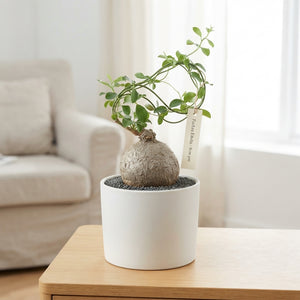 Fockea edulis Caudex Succulent – 9cm Pot