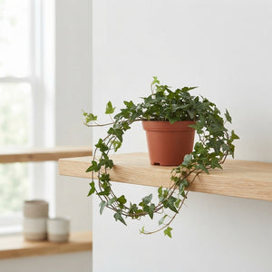 Shamrock Ivy (Hedera helix) – 13cm Pot