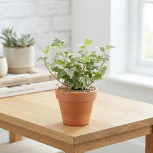 Variegated English Ivy (Hedera helix) – 9cm Pot