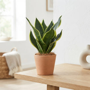 Sansevieria Futura Superba – 12cm Pot