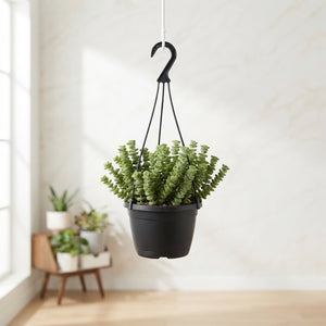Mixed Succulent Collection – 12cm Pot, 35cm High