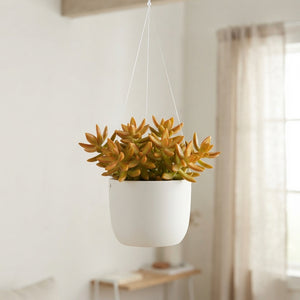 Mixed Succulent Arrangement – 14cm Pot