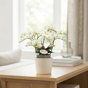 White Phalaenopsis Orchid ‘Freedanzo Dove’ – 12cm Pot