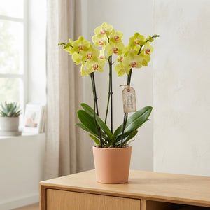 Limelight Phalaenopsis Orchid – 3 Stem, 12cm Pot