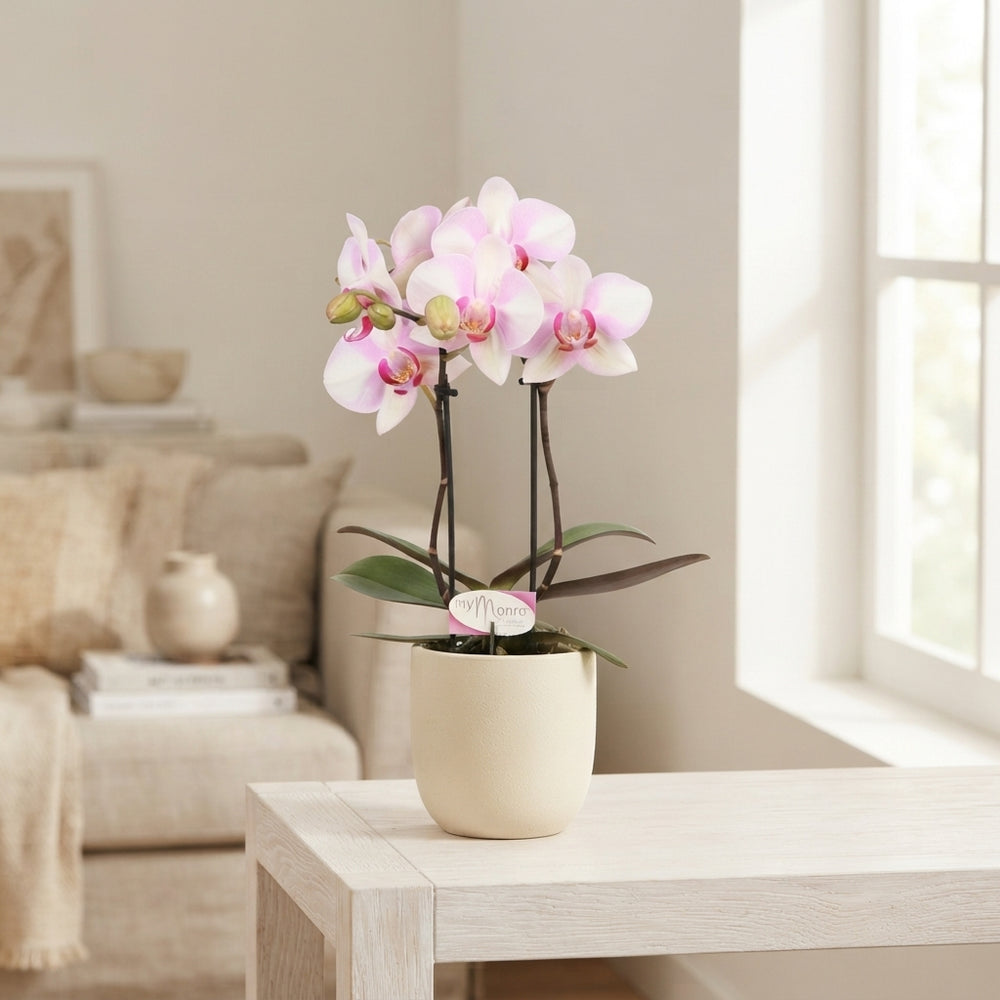 Pink Phalaenopsis Orchid – 7cm Pot