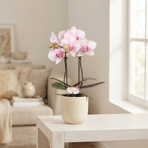 Pink Phalaenopsis Orchid – 7cm Pot