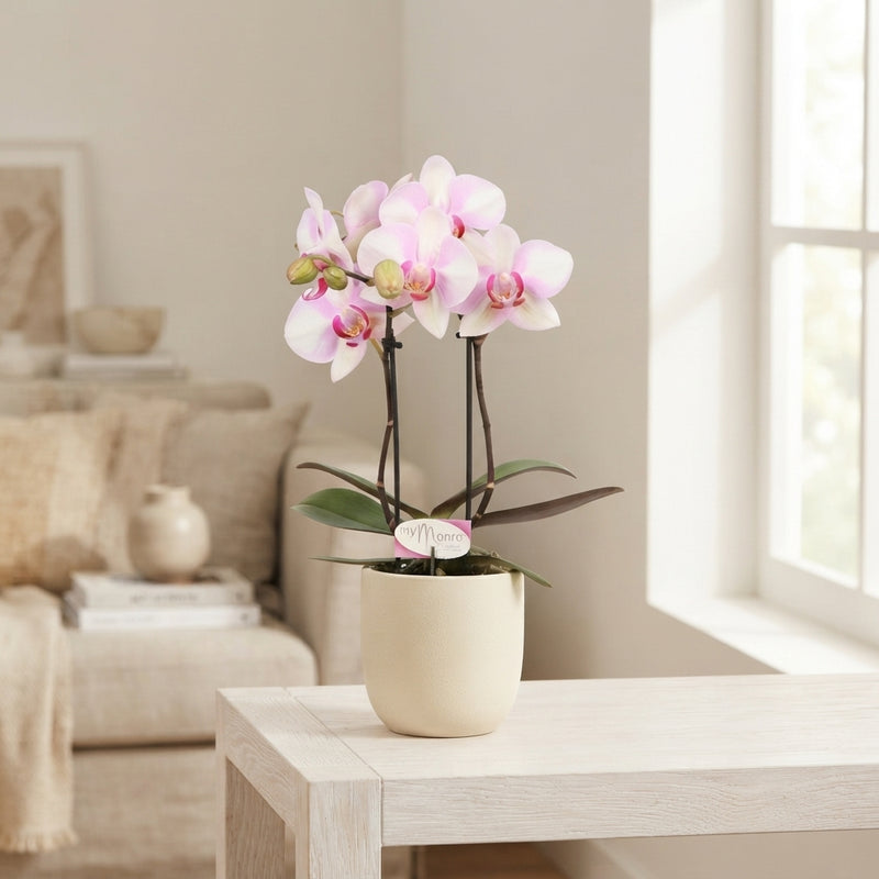 Pink Phalaenopsis Orchid – 7cm Pot