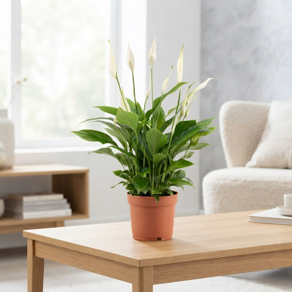 White Peace Lily (Spathiphyllum Bellini) – 13cm Pot