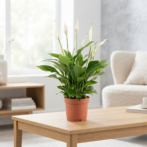 White Peace Lily (Spathiphyllum Bellini) – 13cm Pot