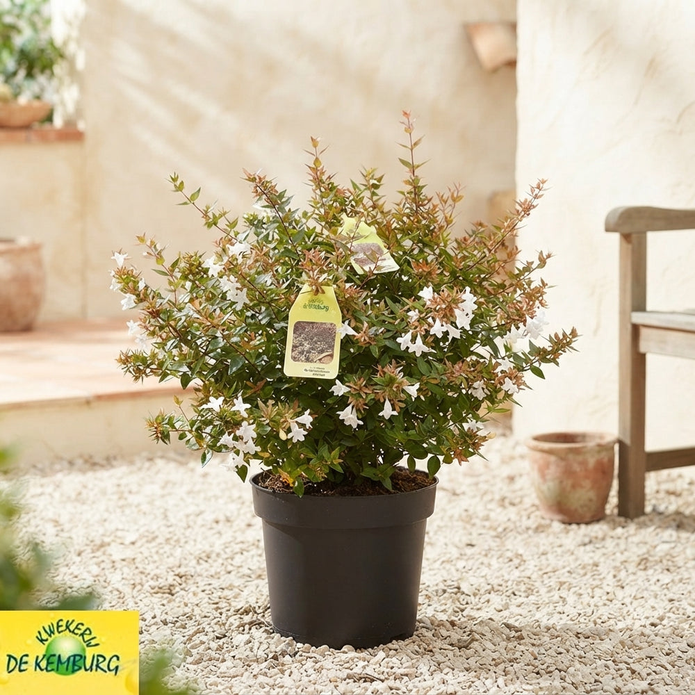 Abelia Grandiflora – 19cm Pot, Approx. 40cm High