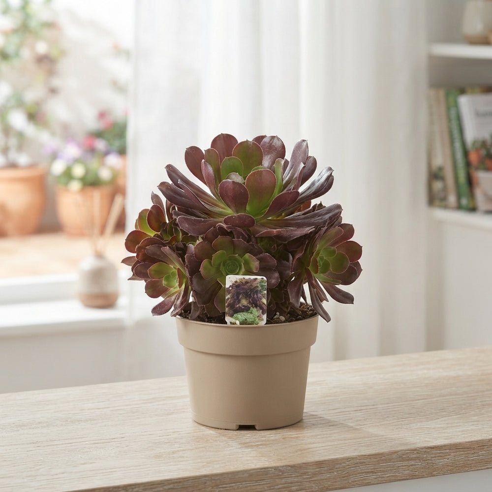 Aeonium arboreum Succulent – 17cm Pot, 38cm High