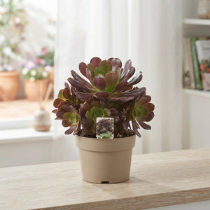 Aeonium arboreum Succulent – 17cm Pot, 38cm High