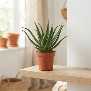Aloe arborescens – 12cm Pot, Approx. 30cm High