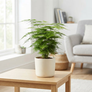 Asparagus Fern (Asparagus setaceus) – 12cm Pot