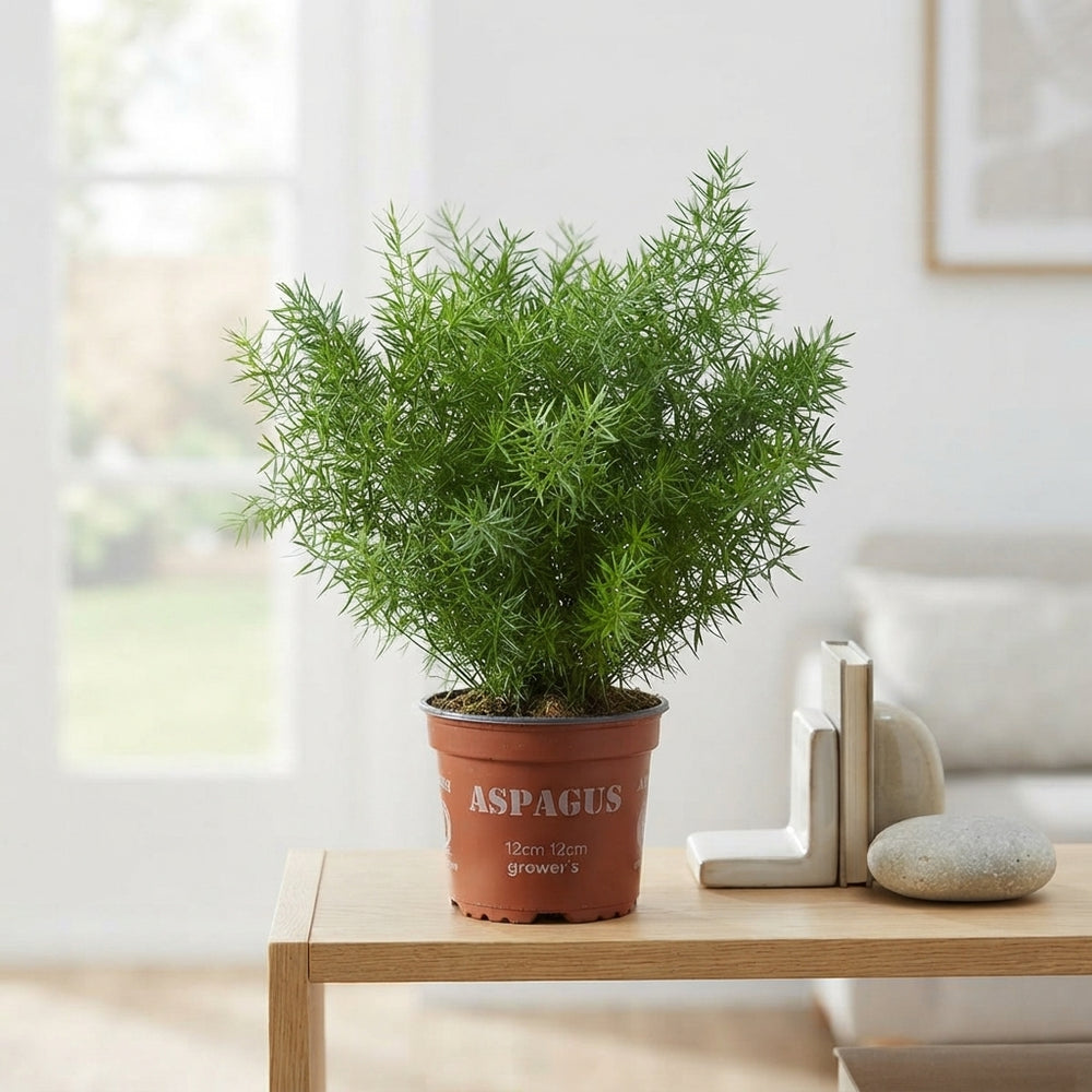 Asparagus Fern (Asparagus densiflorus) – 12cm Pot